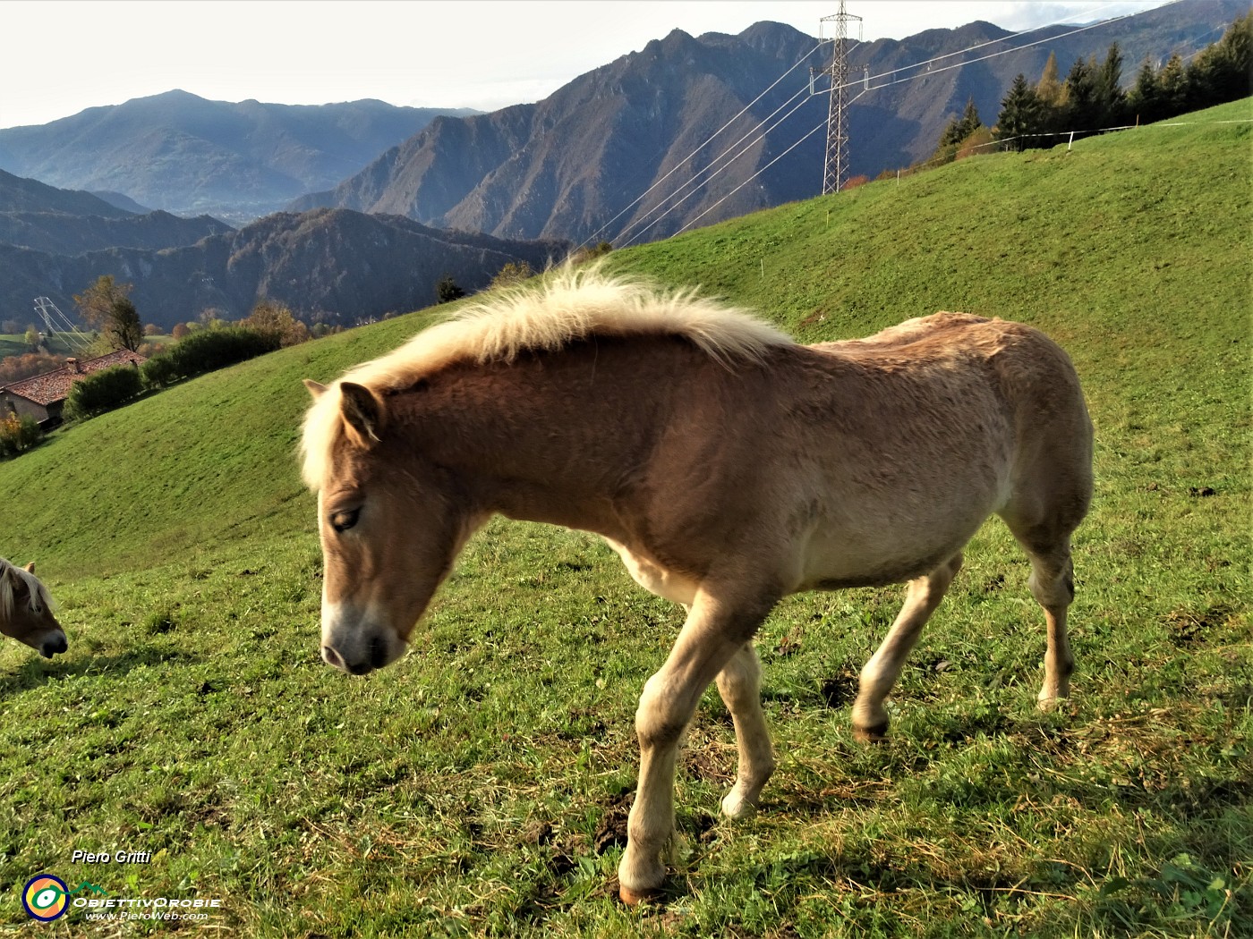 13 Cavallino mi segue...JPG